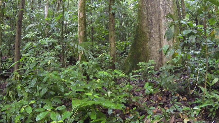 Rainforest understory
