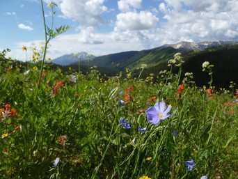 Plant community in western Colorado - photo by QDR